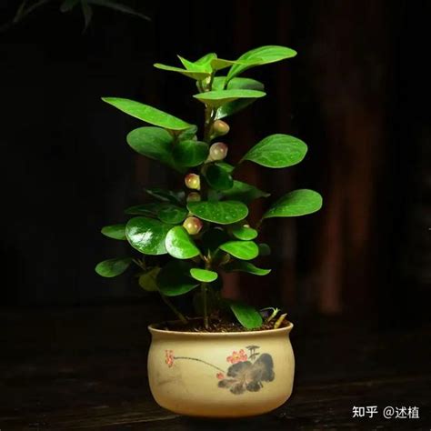 小盼菩提風水|植遇（小盼菩提篇）